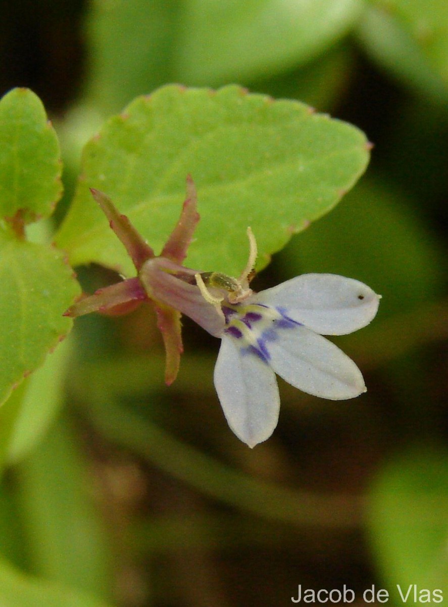 Lobelia heyneana Schult.